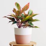 Top 5 Indoor Plants to Beautify Your Space and Improve Air Quality