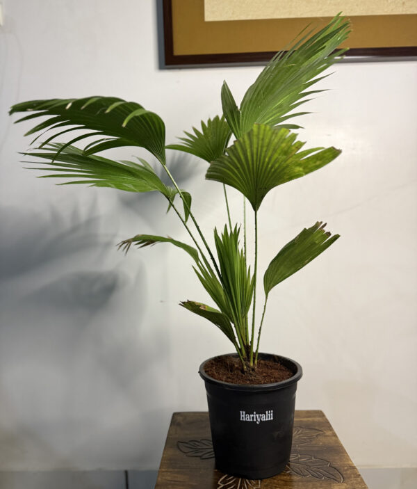Table Palm