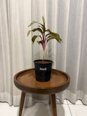 Dracena