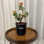 Grow Beautifully with Expert Garden Care and Plant Maintenance