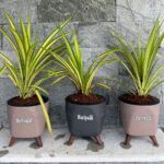 Find the Perfect Indoor Plant for Your Home and Lifestyle